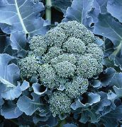 Doğal De Cicco Brokoli Tohumu(100 tohum)