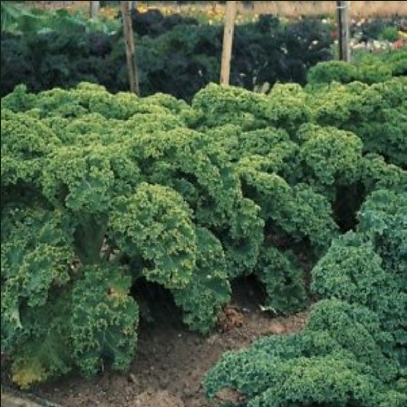 Doğal Bodur Scotch Kale Tohumu(50 tohum)