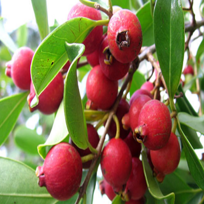 Doğal Strawberry Guava(Çilek Guavası) Tohumu(3 adet)