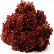 Kırmızı Kıvırcık Marul Tohumu(100 tohum)