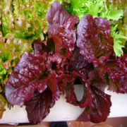 Doğal Red Salad Love Marul Tohumu(100 tohum)