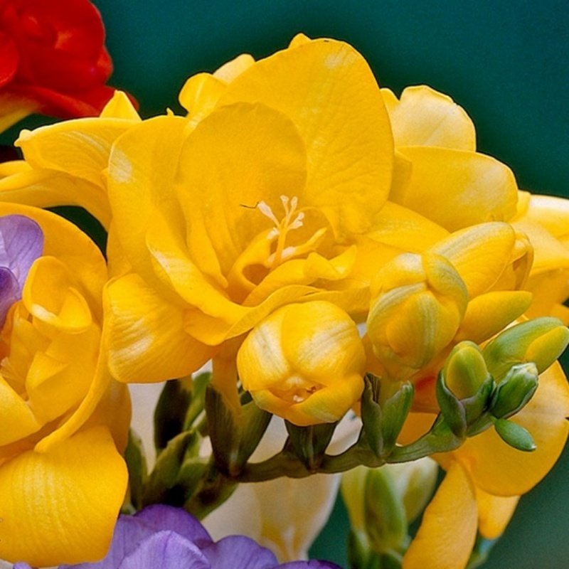 Double Yellow Katmerli Frezya Çiçeği Soğanı (5 adet)