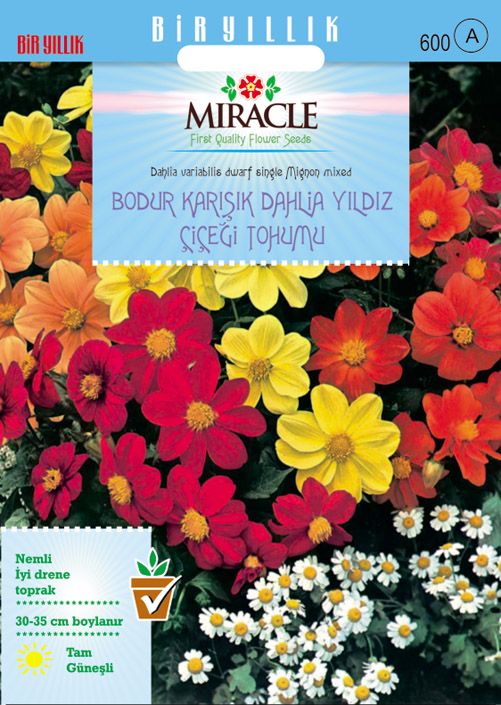 Miracle Karışık Renkli Bodur Mignon Dahlia Çiçeği Tohumu (20 tohum)
