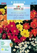 Miracle Karışık Renkli Bodur Mignon Dahlia Çiçeği Tohumu (20 tohum)