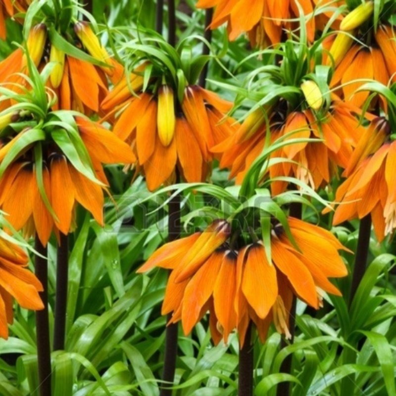 Turuncu Renkli Aurora Fritillaria Imperialis Ters Lale Soğanı (5 adet)