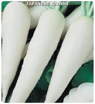 Beyaz Japon Turp Tohumu (550 tohum)