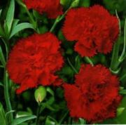 Kırmızı İri Çiçeği Karanfil Tohumu (50 tohum)