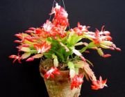 Doğal  Kırmızı Beyaz Çiçekli CACTUS truncatus Yılbaşı Kaktüsü Tohumu(5 tohum)