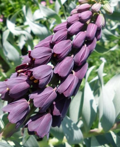 Mor Renkli Fritillaria Persica Ters Lale Soğanı(3 adet)