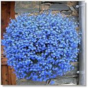 Mavi Keten Çiçeği Tohumu (300 tohum)