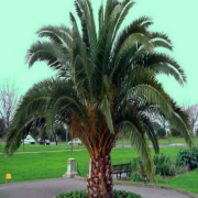 Phoenix Canariensis Hurma Palmiyesi Fidanı (200-300 cm)