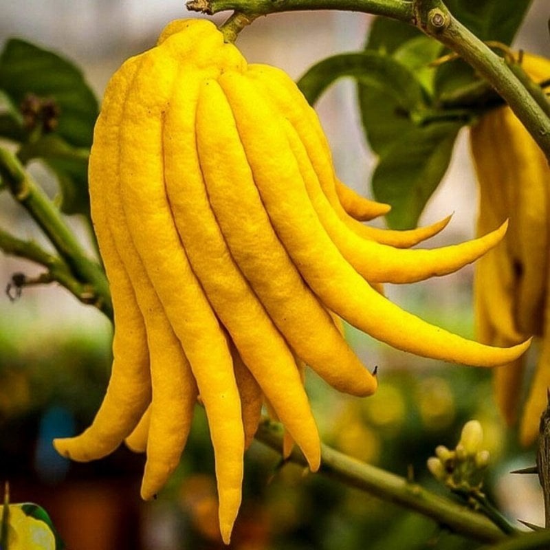 Nadir Budanın Eli(Buddha's hand fruit) Limon Fidanı
