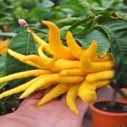 Nadir Budanın Eli(Buddha's hand fruit) Limon Fidanı