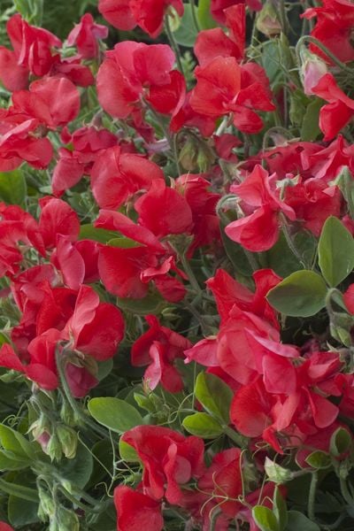 Kırmızı Kokulu Bezelye (ıtırşahi) Çiçeği Tohumu (10 tohum)