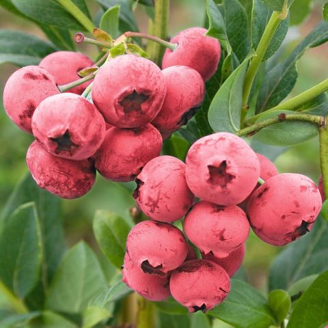 Tüplü Nadir Pink Lemonede Pembe Yaban Mersini Fidanı Seneye Meyve Verir