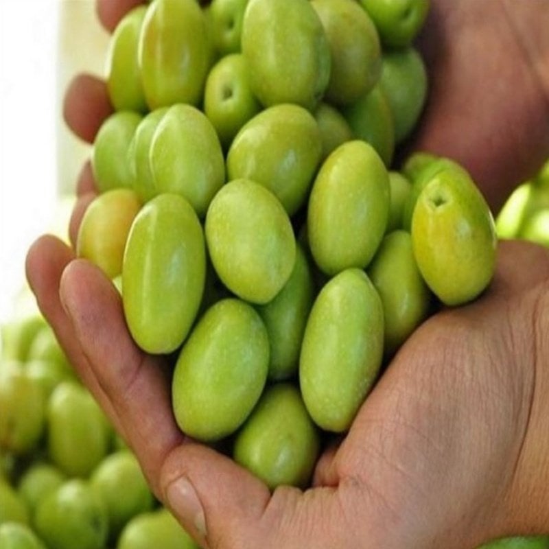 İri Boy İri Meyveli Sarıualak Ham Kırmalık Yeşil Zeytin (5 kg)