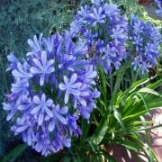 Mavi Agapanthus Afrika Zambağı Çiçeği Soğanı 1 Adet