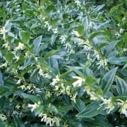 Kışın Çiçek Açan Nadir Parfüm Kutusu Sarcococca Fidanı