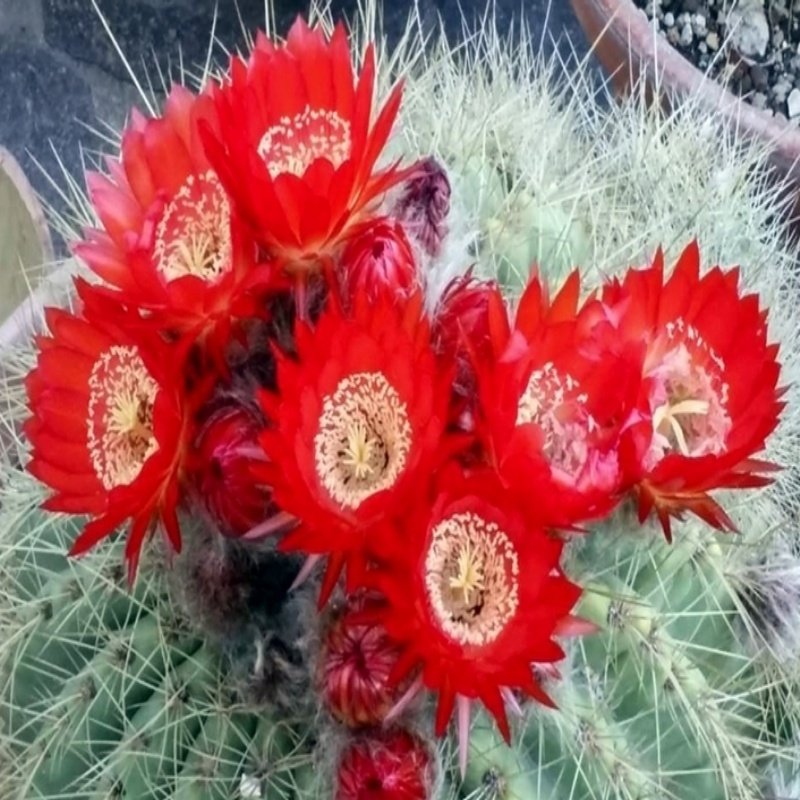 Echinopsis Obrepanda Kaktüs Tohumu (5 tohum)