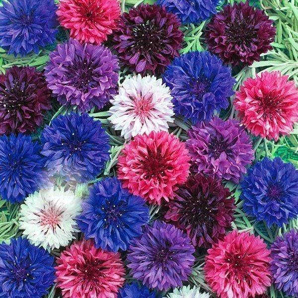 Mavi Katmerli Kantaron Çiçeği Tohumu (50 tohum)