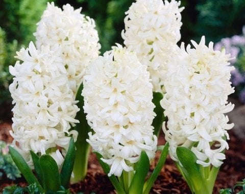 İthal Top White  Pallas Yoğun Kokulu Beyaz Çiçekli Sümbül Soğanı (3 adet)