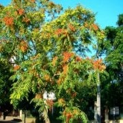Soğuklara Dayanıklı Ailanthus Altissima Ağacı Tohumu (10 tohum)