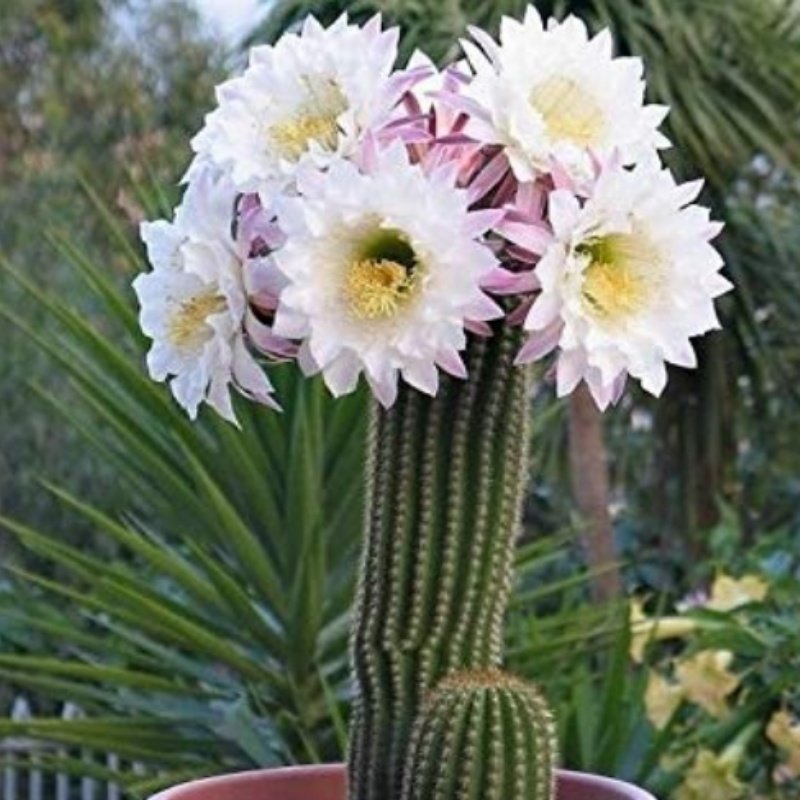 Trichocereus Spachianus Beyaz Çiçekli Kaktüs Tohumu (5 tohum)