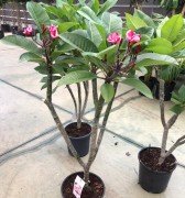 Yoğun Kokulu Gemini Plumeria Fidanı (20-50 cm)