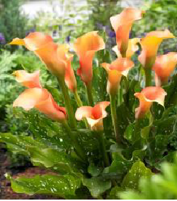 Cameleon Calla Gala Çiçeği Soğanı (1 soğan)