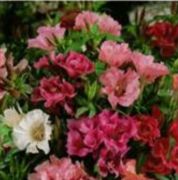 Karışık  Renkli Ankara Çiçeği Tohumu (500 tohum(