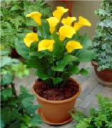 Florex Gold Sarı Gala Çiçeği Soğanı (1 Soğan)