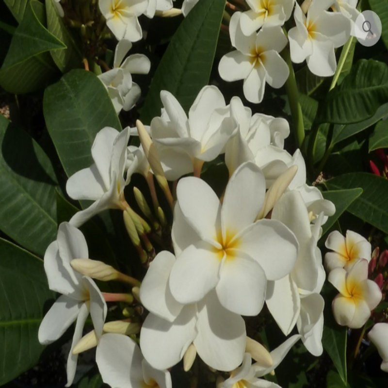 Yoğun Kokulu Ken's White Plumeria Fidanı(20-50 cm)