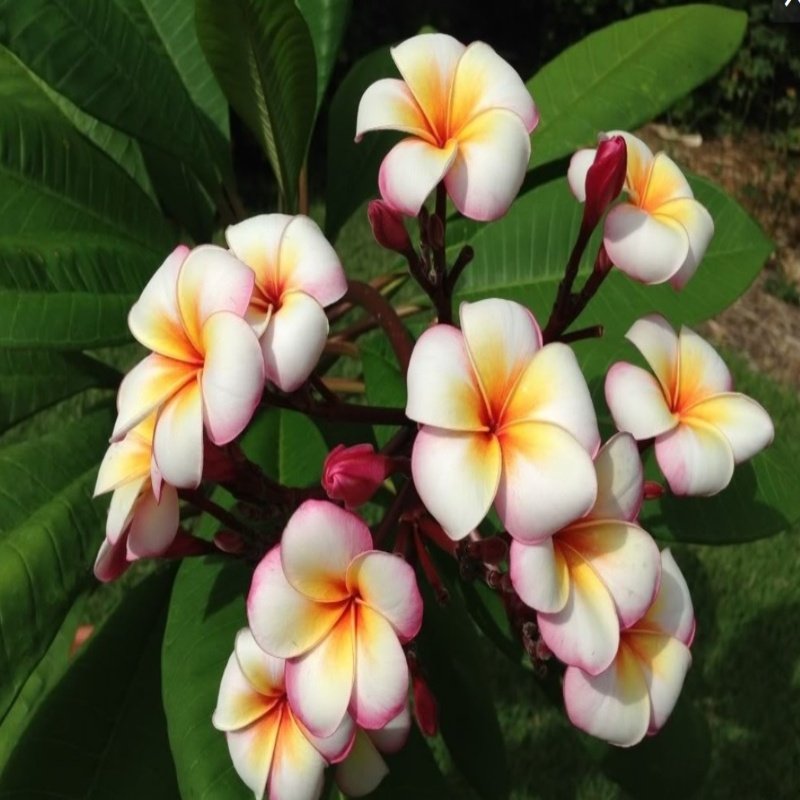 Yoğun Kokulu Thumbalina Plumeria Fidanı(20-50 cm)