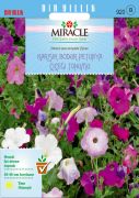 Miracle Nana Compacto Karışık Renkli Bodur Petunya Çiçeği (800 tohum)