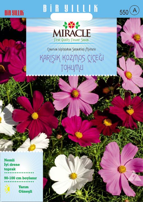 Miracle Karışık Renkli Cosmos (Kozmos) Çiçeği (290 tohum)