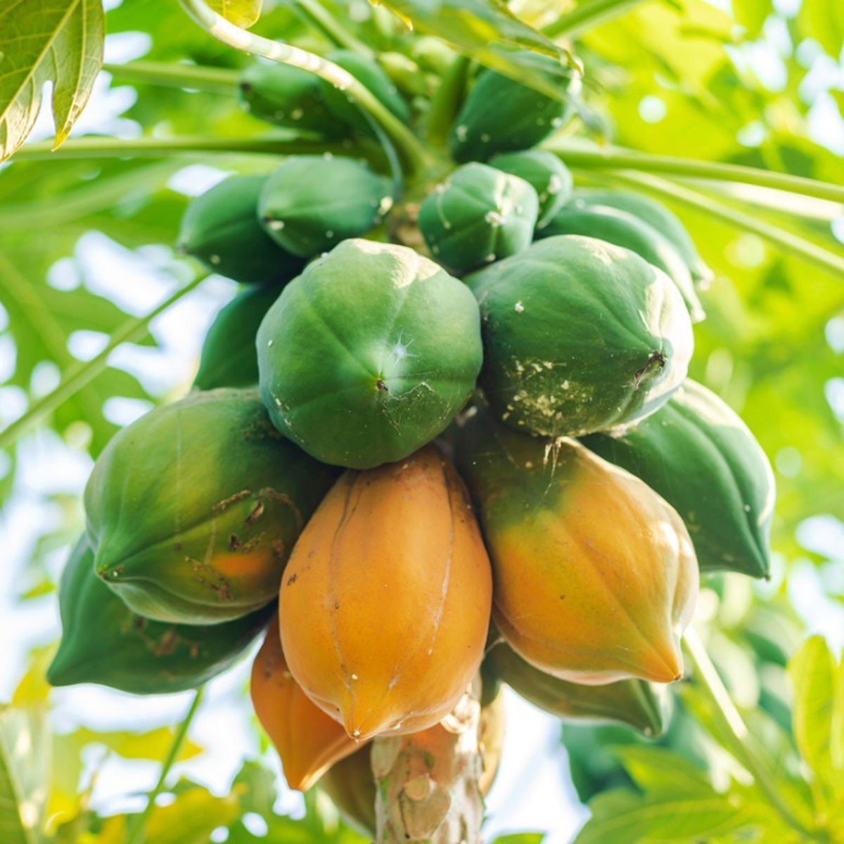 Tüplü Papaya(Ağaç Kavunu) Fidanı(150-200 cm) Meyve Verme Durumunda