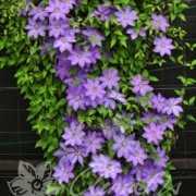 Clematis Baltyk Klematis Çiçeği Fidanı