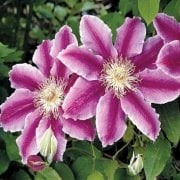 Clematis Dr Ruppel Çiçeği Fidanı