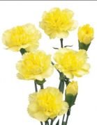 Küçük Sarı Hint  Karanfil  Çiçeği Tohumu (50 tohum)