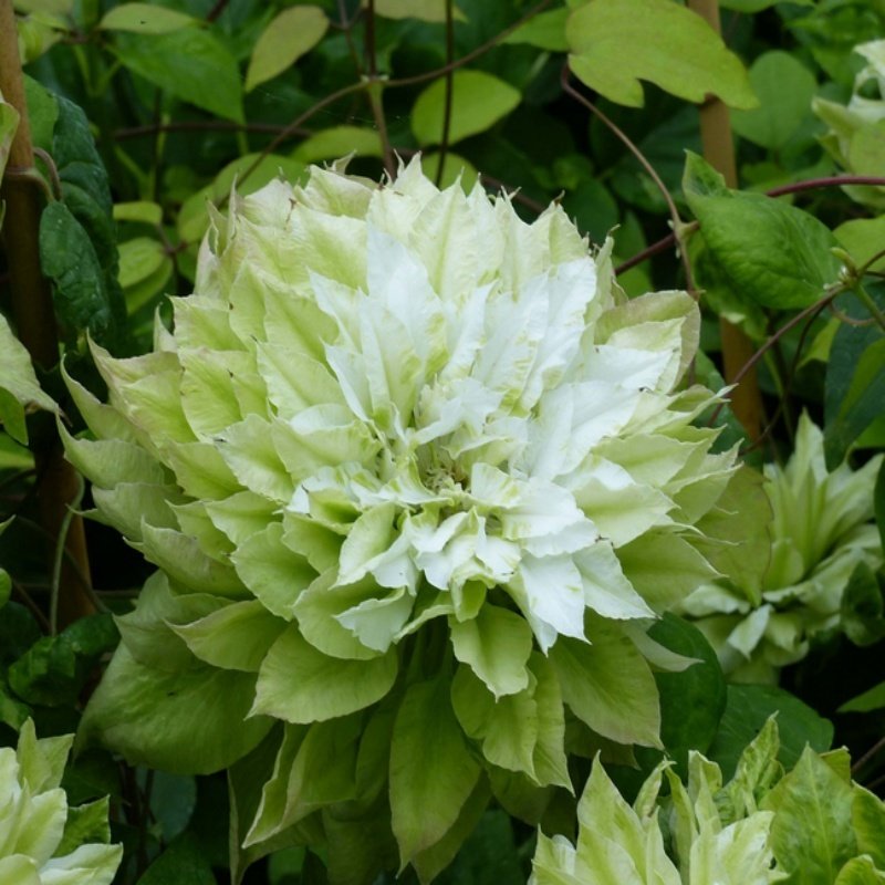 Clematis Sen No Kaze Çiçeği Fidanı