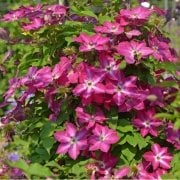 Clematis Viva Polonia Çiçeği Fidanı