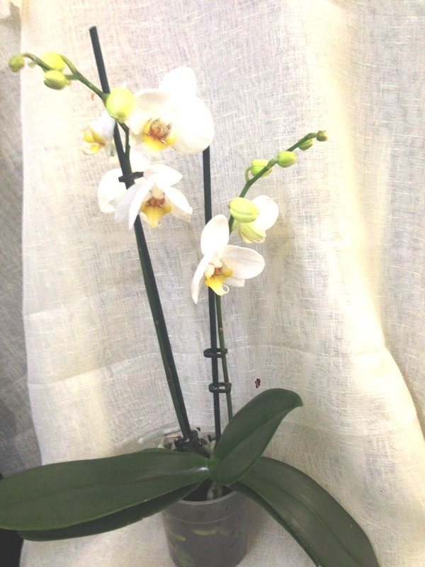 White Magic Canlı Orkide Çiçeği Çift Dal