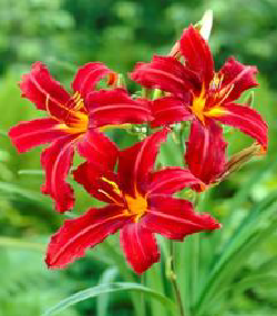 Crimson Pirate Gün Güzeli Çiçeği Soğanı (1 soğan)