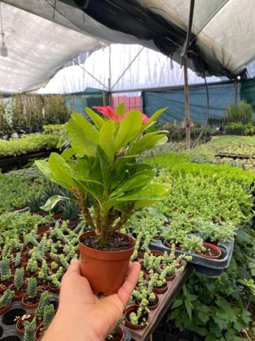 Thai Euphorbia Milii Kaktüs Dikenler Tacı (8 Lik Saksıda)