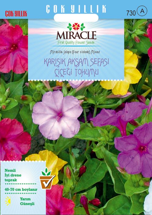 Miracle Karışık Renkli Akşam Sefası Çiçeği Tohumu (5000 tohum)
