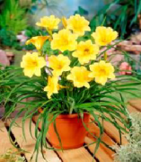 Stella d'Oro Sarı Gün Güzeli Çiçeği Soğanı (1 Soğan)