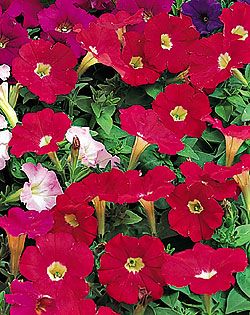 Kırmızı Bodur Petunya Çiçeği Tohumu (200 tohum)