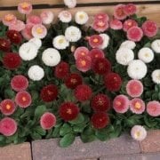 Mix Katmerli Bellis Perennis Ponpon İngiliz Çayır Papatyası Çiçeği Tohumu(100 tohum)