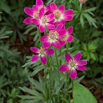 Rubra Anemone Çiçeği Tohumu(10 tohum)