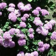 Pembe Top Vapur Dumanı(Ageratum) Çiçeği Tohumu(50 tohum)